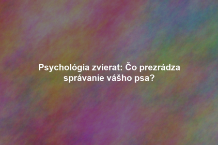 Psychológia zvierat: Čo prezrádza správanie vášho psa?